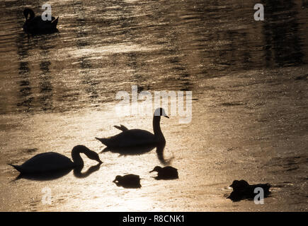 Two swans and ducks feeding on the sunset and enjoying each other`s company. Stock Photo